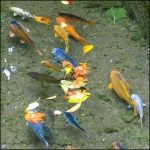 SƠ LƯỢC VỀ CÁ KOI 